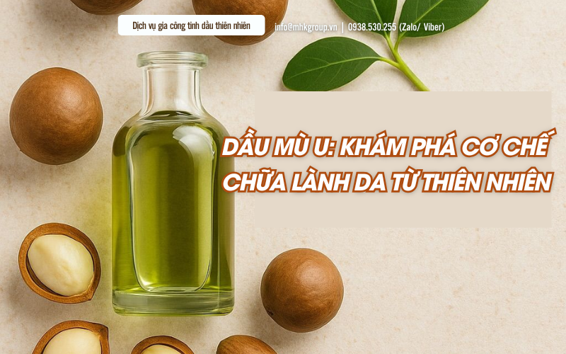 Dầu mù u: Khám phá cơ chế chữa lành da từ thiên nhiên