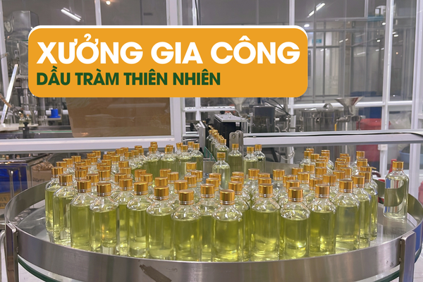Nhà máy gia công dầu tràm số lượng lớn giá sỉ tận gốc