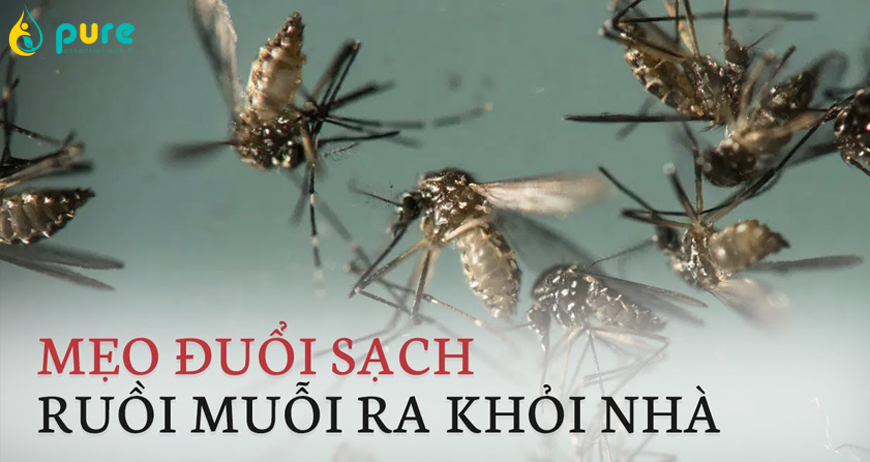 Bí kíp đuổi ruồi, muỗi hiệu quả an toàn cho sức khỏe
