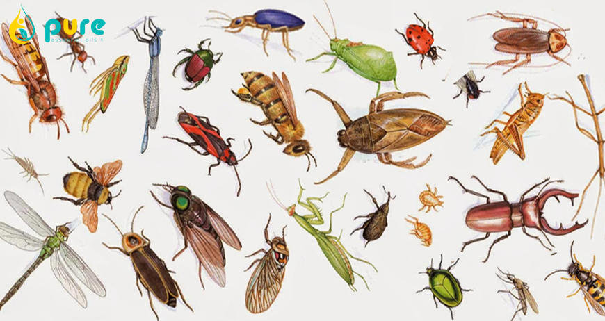 ​Các loại côn trùng trong nhà