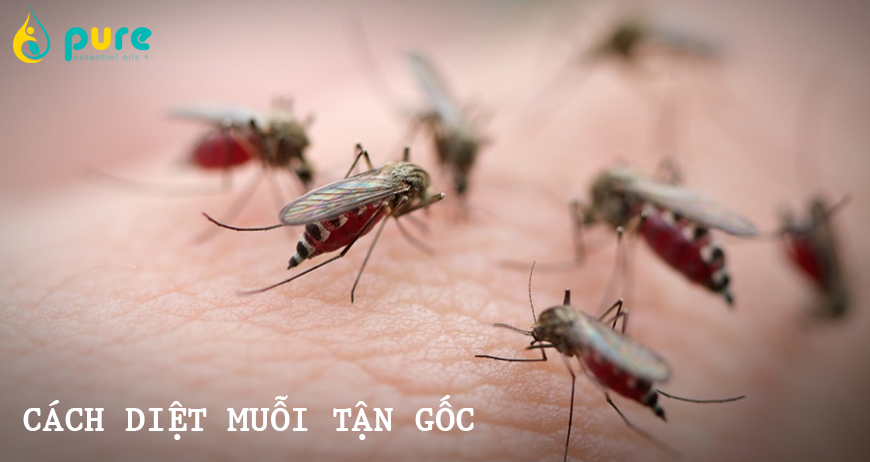 Cách diệt muỗi tận gốc