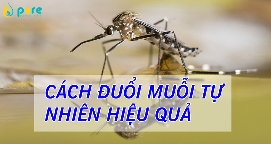Cách đuổi muỗi tự nhiên tại nhà cực kỳ hiệu quả