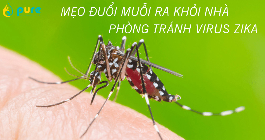 8 cách đuổi muỗi hiệu quả nhất để phòng tránh vi rút Zika