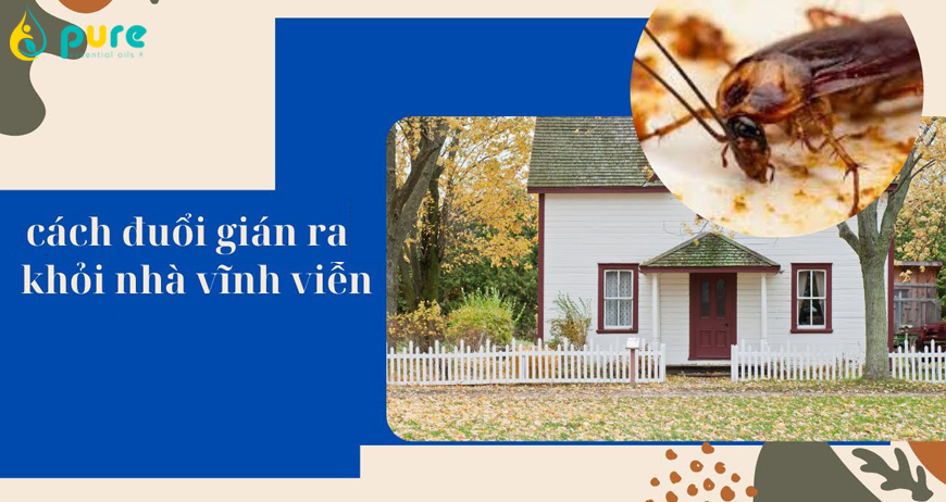 Cùng Pure khám phá những Cách đuổi gián ra khỏi nhà vĩnh viễn