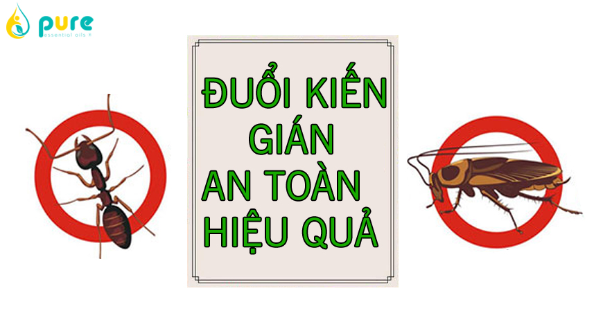 Cách đuổi kiến, gián hiệu quả an toàn cho sức khỏe