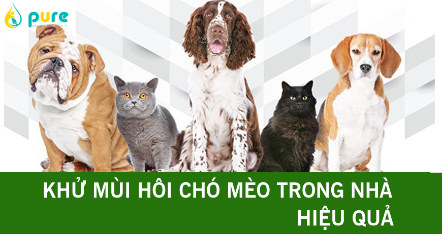 Cách khử mùi hôi chó mèo hiệu quả nhất hiện nay
