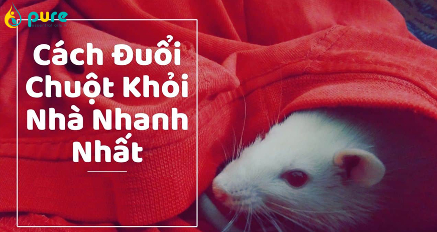 Cách khử mùi và đuổi chuột ra khỏi nhà hiệu quả