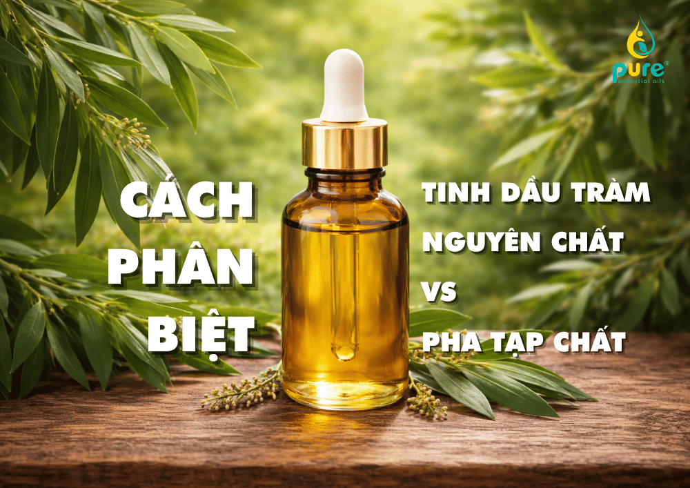 Cách phân biệt tinh dầu tràm nguyên chất và tinh dầu pha tạp chất
