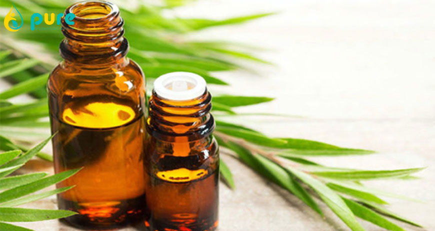 Chia sẻ những kinh nghiệm dân gian khi dùng dầu Tràm
