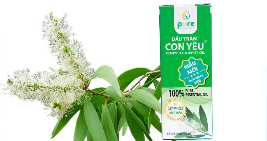 Dầu tràm và công dụng của dầu tràm