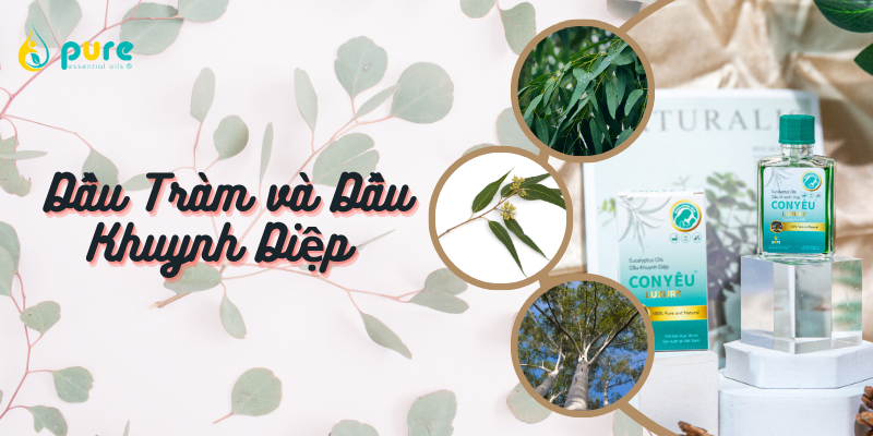 Dầu Tràm và Dầu Khuynh Diệp - Top Địa Chỉ Mua Sắm Chất Lượng