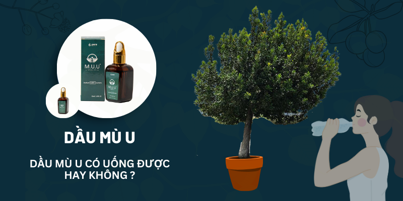 Điều Bạn Cần Biết và Câu Trả Lời Cho Câu Hỏi: Dầu Mù U Có Uống Được Không?