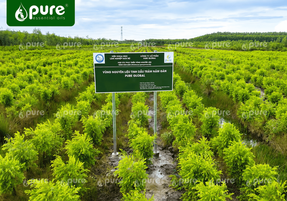 Discover the Production Process of Five-Veined Cajuput Essential Oil at PURE Global Factory