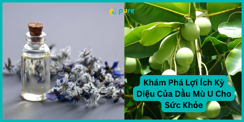 Khám Phá Lợi Ích Kỳ Diệu Của Dầu Mù U Cho Sức Khỏe