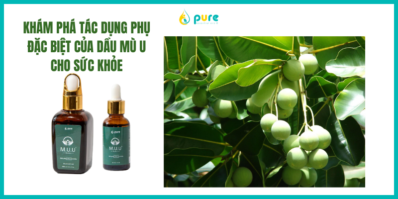 Khám Phá Tác Dụng Phụ Đặc Biệt của Dầu Mù U Cho Sức Khỏe