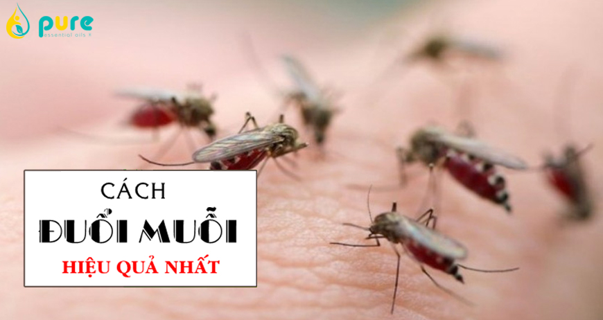 Làm cách nào để đuổi muỗi hiệu quả nhất?