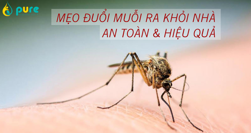 Mẹo đuổi muỗi ra khỏi nhà an toàn với mọi người