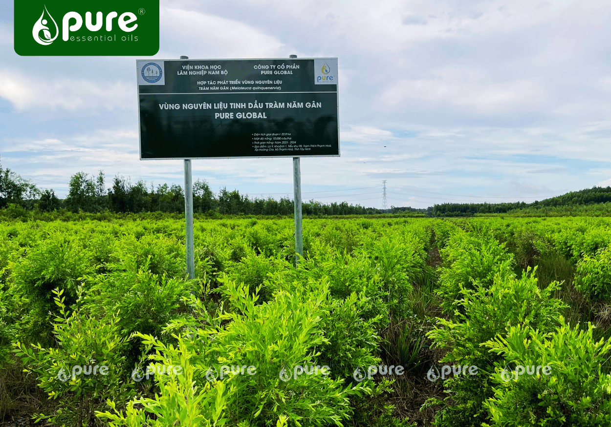 Pure Global – Tiên Phong Nghiên Cứu Và Chiết Xuất Tràm Năm Gân, Kiến Tạo Giá Trị Từ Dược Liệu Việt