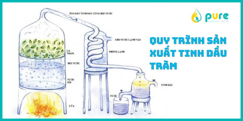 Quy trình sản xuất tinh dầu tràm