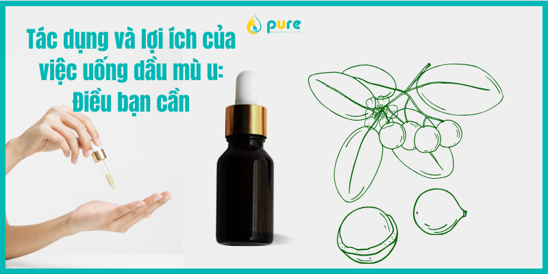 Tác dụng và lợi ích của việc uống dầu mù u: Điều bạn cần biết