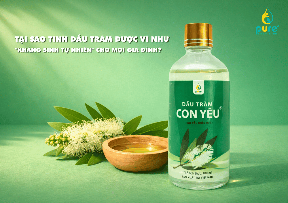 Tại sao tinh dầu tràm được ví là "kháng sinh tự nhiên" cho mọi gia đình?
