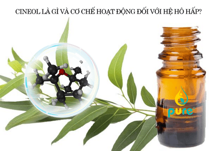 Thành phần Cineol trong tinh dầu tràm và những điều người dùng chưa biết