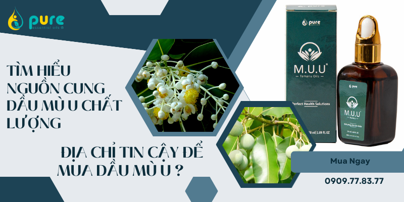Tìm Hiểu Nguồn Cung Dầu Mù U Chất Lượng - Địa Chỉ Tin Cậy để Mua Dầu Mù U