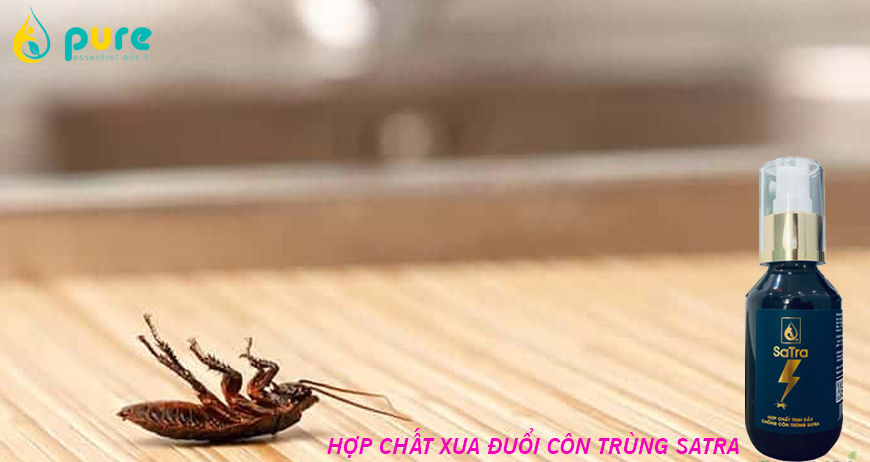 Tinh dầu đuổi gián