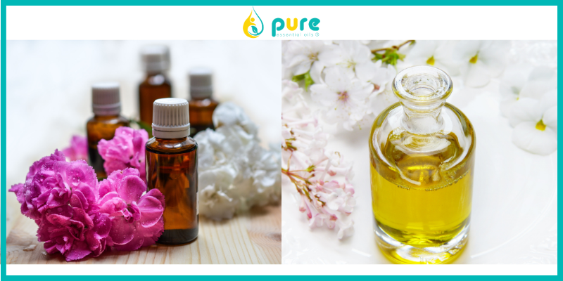 Tinh dầu - Giải pháp Hiệu Quả trong Việc Xua Đuổi Côn Trùng và Những Lợi Ích Đáng Kể
