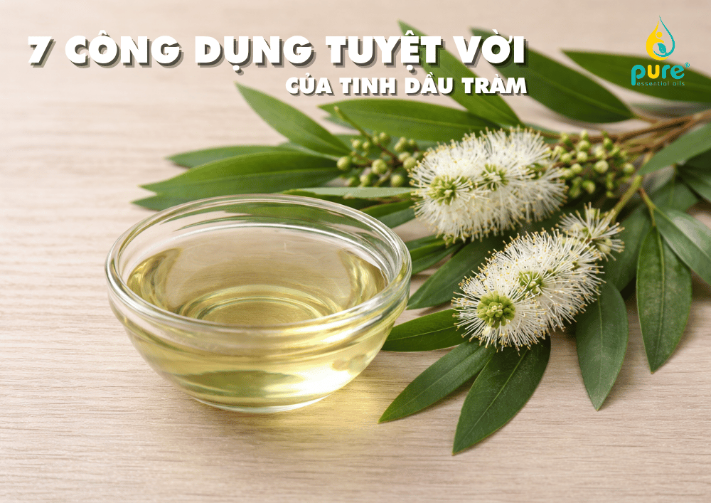 Tinh dầu tràm có tác dụng gì? 7 công dụng tuyệt vời cho sức khỏe