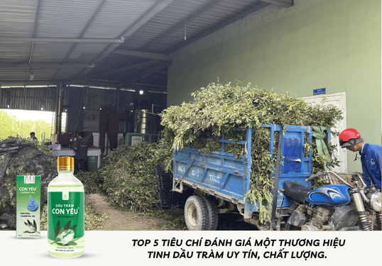  Top 5 tiêu chí đánh giá một thương hiệu tinh dầu tràm uy tín, chất lượng.