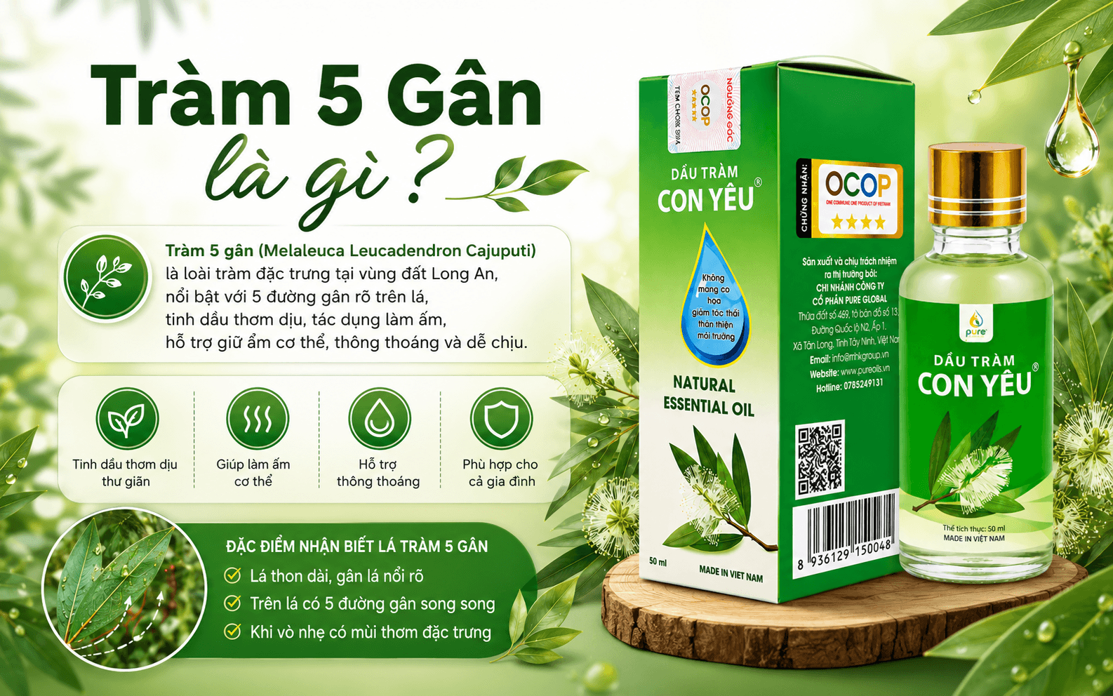 Tràm 5 gân là gì ? Khám phá nguồn gốc Dầu tràm Con yêu Pure tại vùng nguyên liệu Tây Ninh