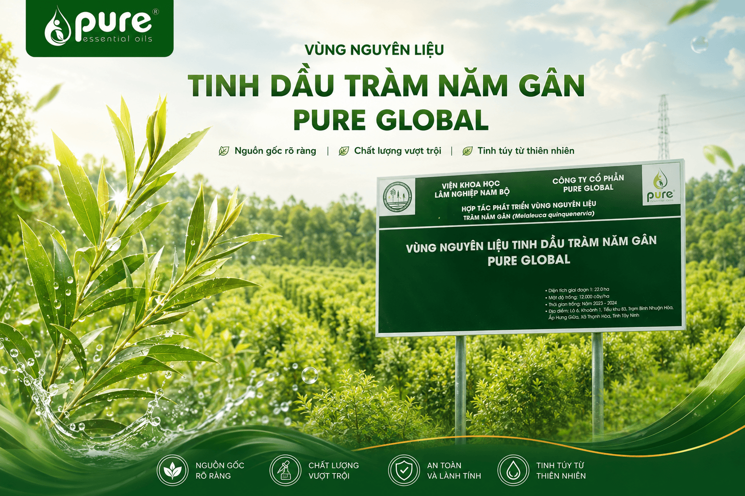 Tràm Năm Gân, Tràm Gió Và Tràm Trà Khác Nhau Như Thế Nào?