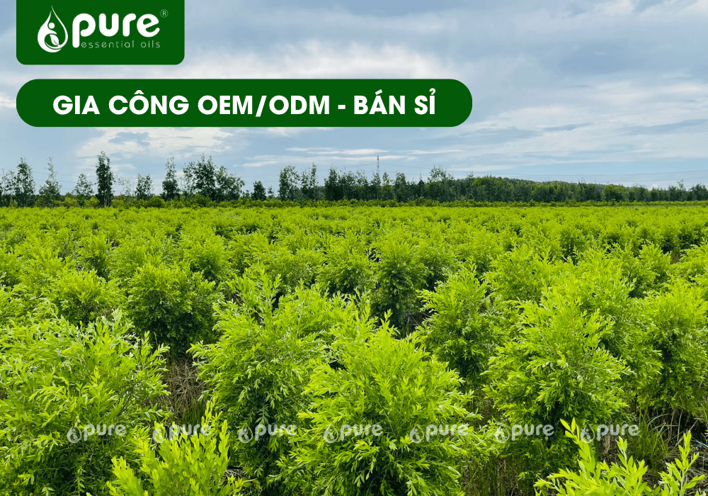 Gia Công Dầu Tràm Năm Gân Theo Yêu Cầu – Từ Công Thức Đến Thương Hiệu Riêng