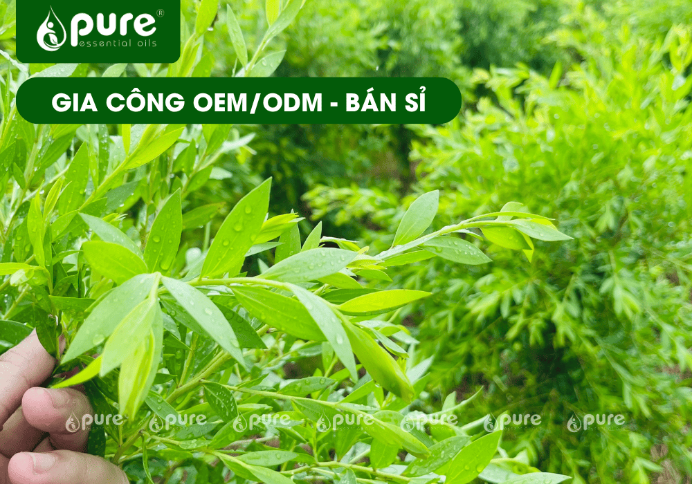 Muốn Kinh Doanh Dầu Tràm Năm Gân? Khám Phá Giải Pháp Gia Công & Nhập Sỉ Giá Xưởng