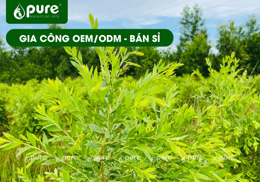 Từ Ý Tưởng Đến Sản Phẩm: Gia Công Dầu Tràm Năm Gân Mang Thương Hiệu Riêng